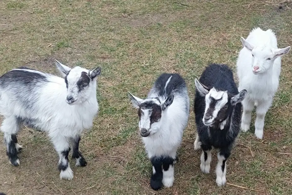 «Коза Манюня»: история о любви, труде и настоящем вкусе козьего молока