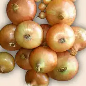 Лук "Ветразь" (на перо)