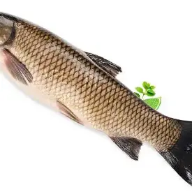 амур белый, отборный