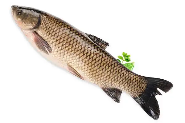 амур белый, отборный