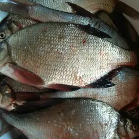 лещ крупный