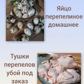 Домашнее перепелиное яйцо/мясо
