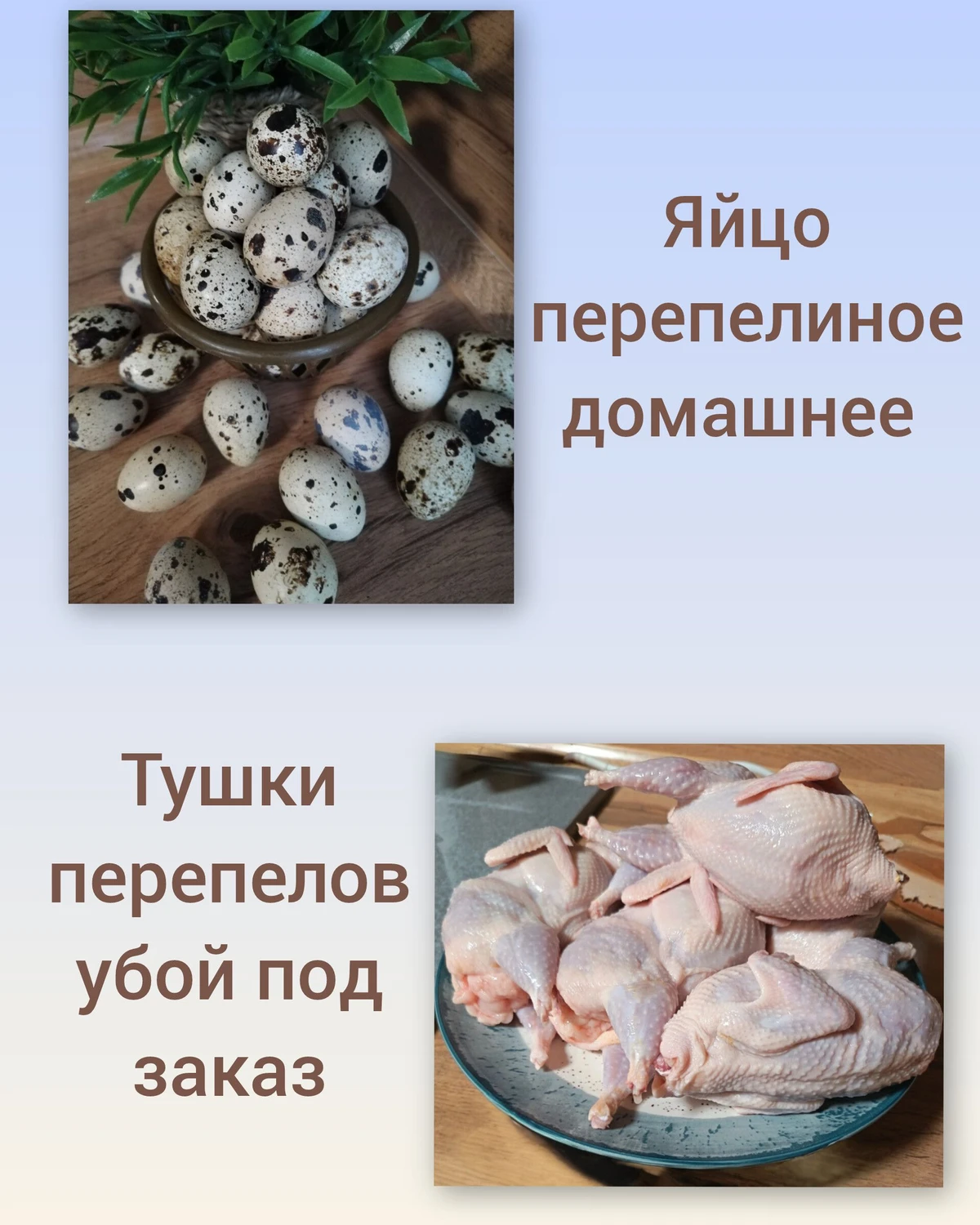 Домашнее перепелиное яйцо/мясо