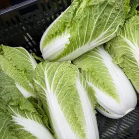 Пекинская капуста