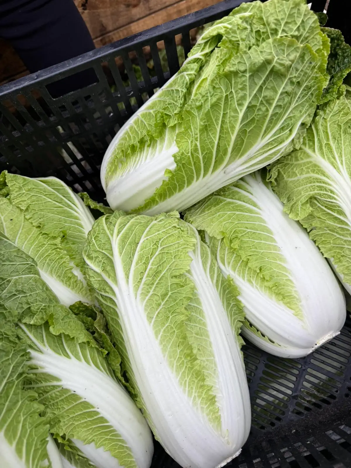 Пекинская капуста