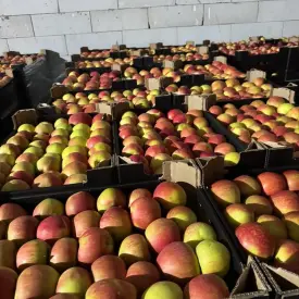 Яблоко Чемпион