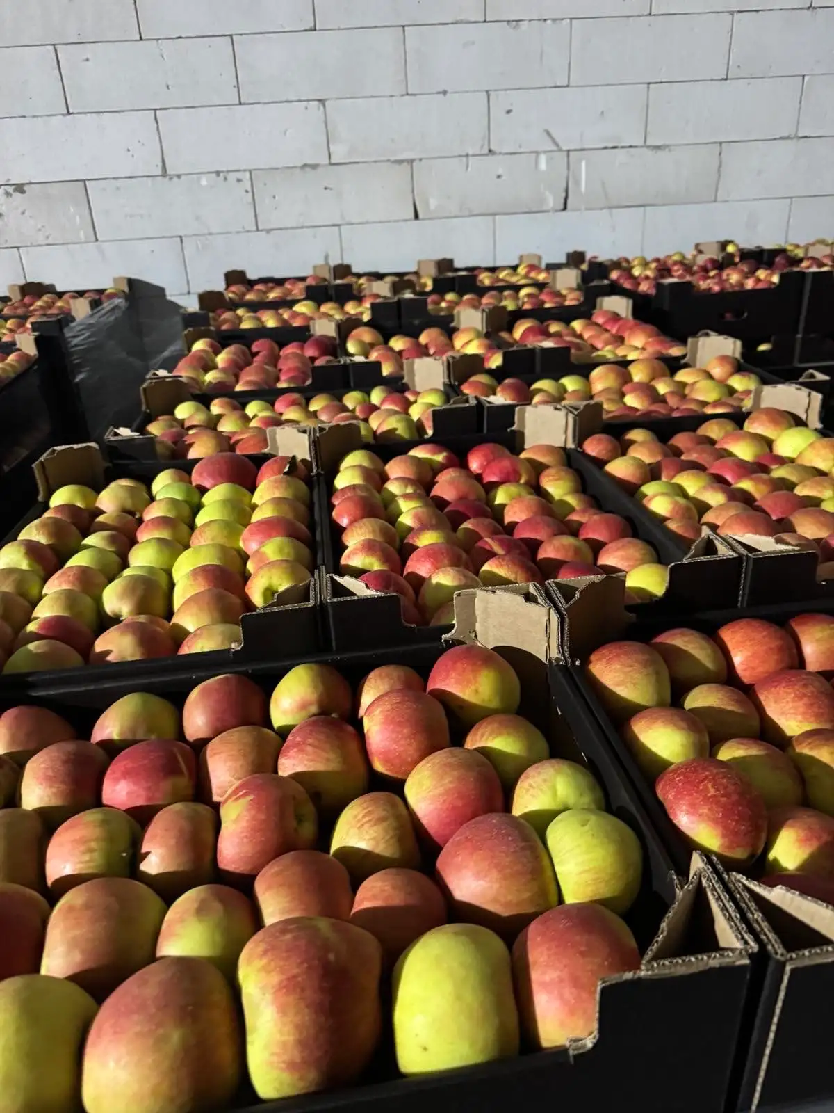 Яблоко Чемпион