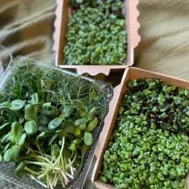 Горох, 100 г (микрозелень в срезке)
