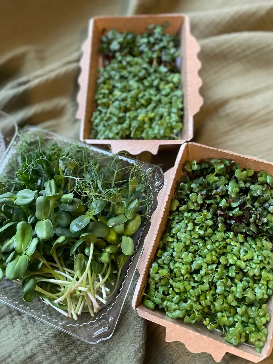 Горох, 100 г (микрозелень в срезке) фото 2