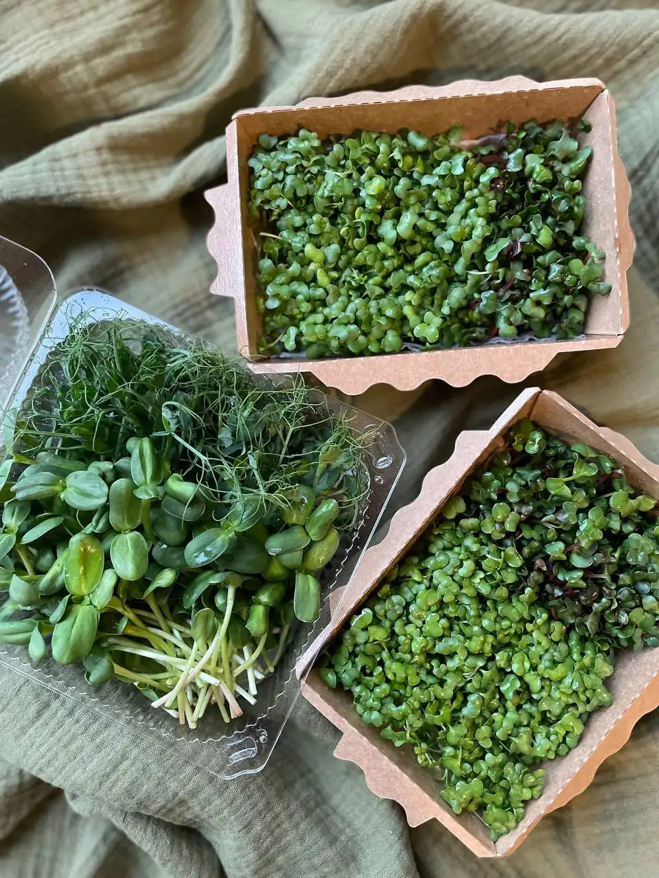 Подсолнечник, 100 г (микрозелень в срезке) фото 1