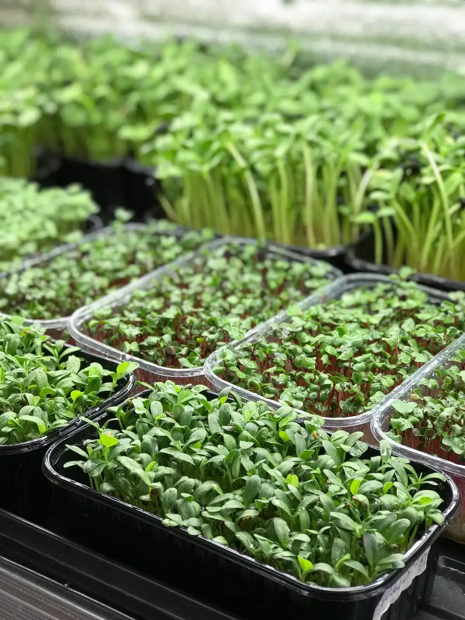 Микрозелень, растущая в боксе, 18×11 см фото 1