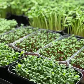 Микрозелень, растущая в боксе, 18×11 см