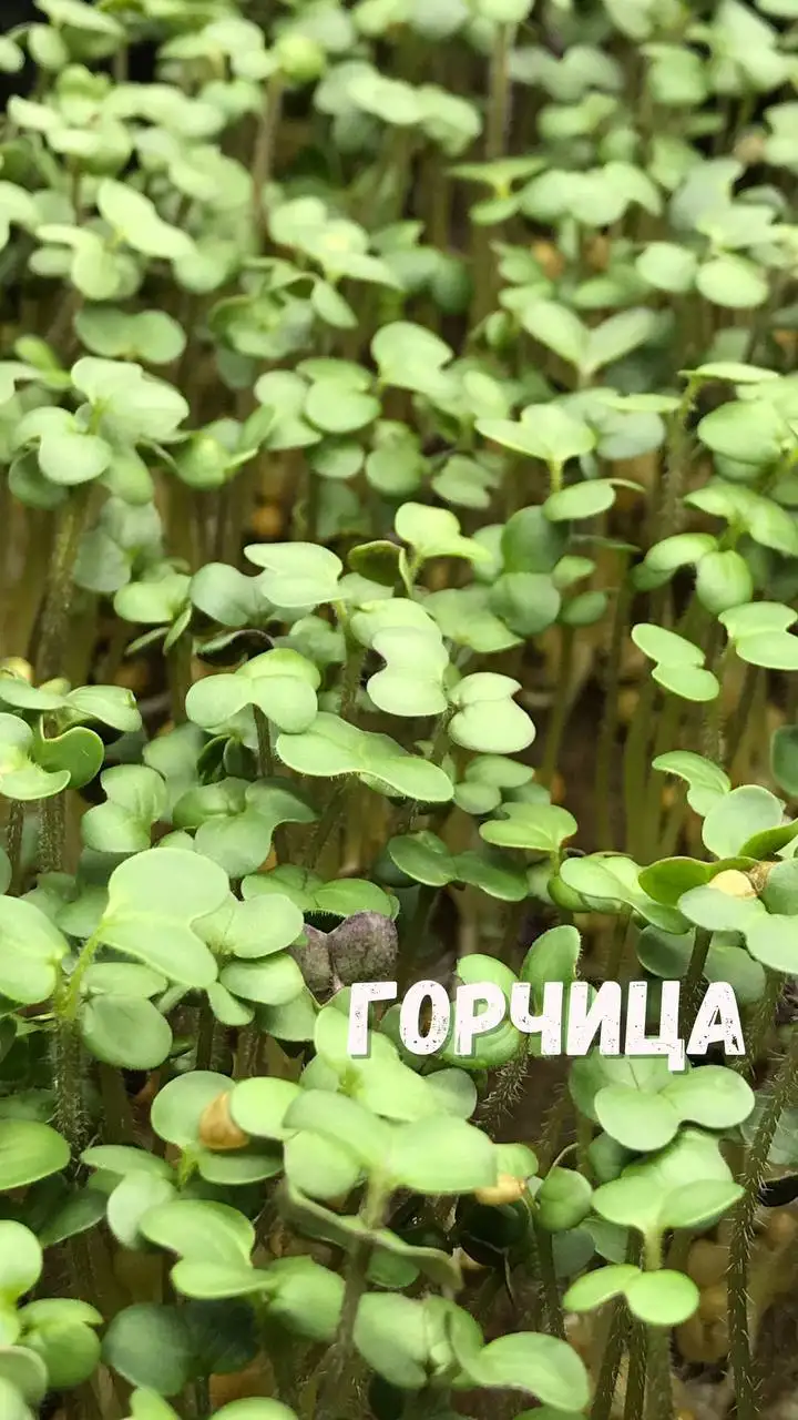 Микрозелень, растущая в боксе, 18×11 см фото 4