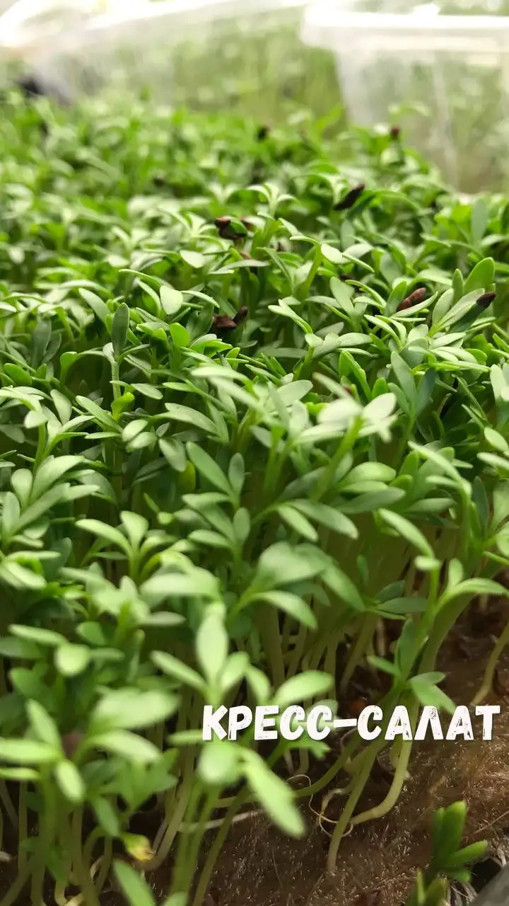 Микрозелень, растущая в боксе, 18×11 см фото 2