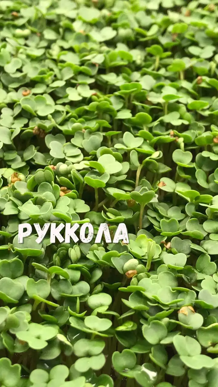 Микрозелень, растущая в боксе, 18×11 см фото 3