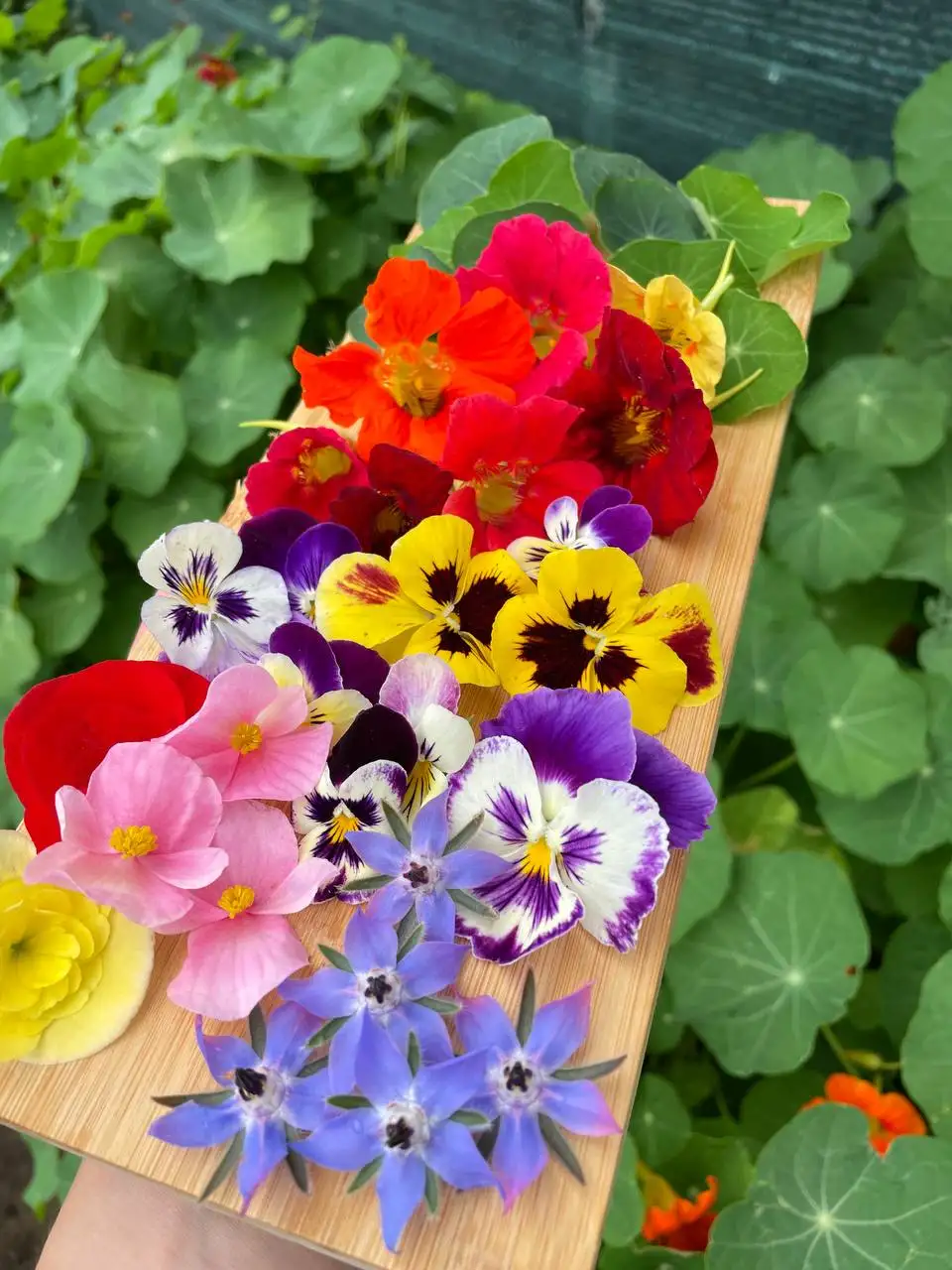 Пищевые цветы, 20–22 шт. фото 1