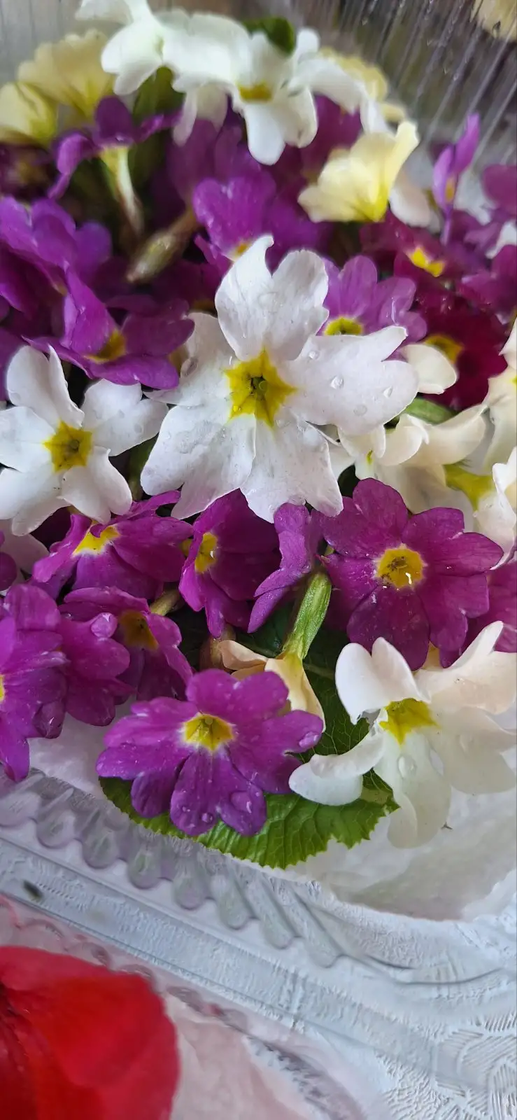 Пищевые цветы, 20–22 шт. фото 5