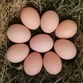 Яйцо куриное, крупное, 10 шт.