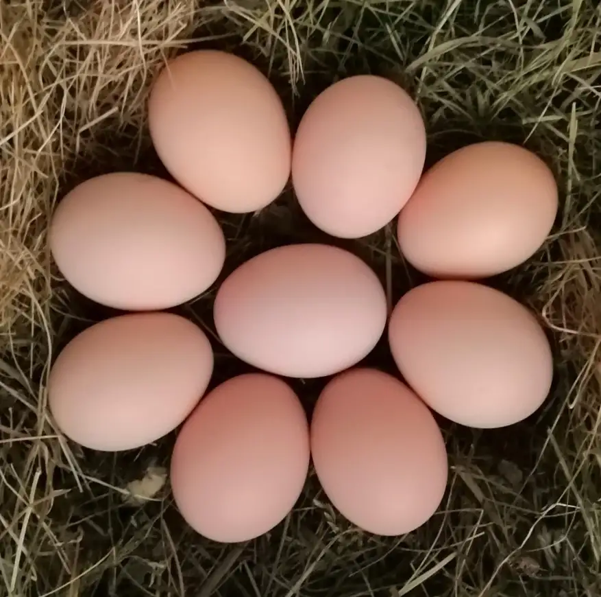 Яйцо куриное, крупное, 10 шт.