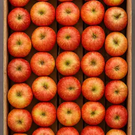 Яблоко (опт от 2000 кг)