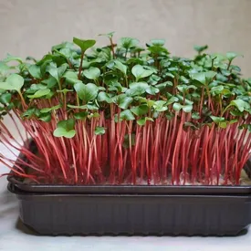 Микрозелень "Редис Красный коралл" (RedCorral)