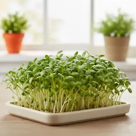 Микрозелень подсолнечника, 70 г